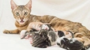 Колко котета могат да раждат максимум котка